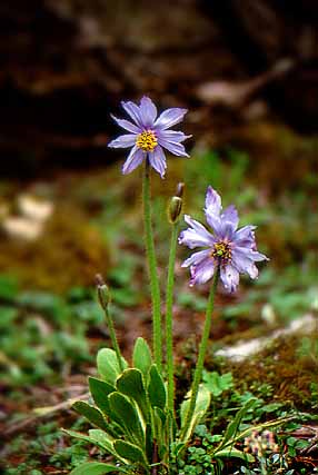 Please wait for a moment.