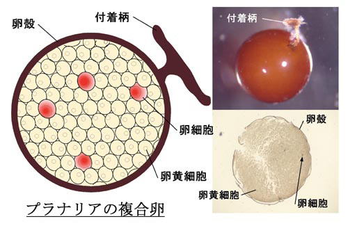 Fig1J.JPG