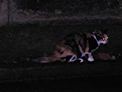 taifuugo no neko