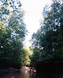 カヌー小ジャングル