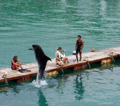 �W�����v�Q