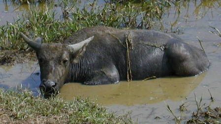 ���̒��̐���