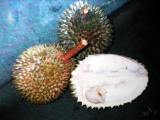 �h���A���P